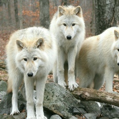 Максим Назаров, 03.06.2001, Алматы