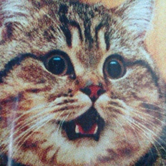 Людмила Лотарева, Заполярный