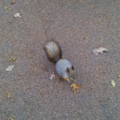 Анна Илларионова, Санкт-Петербург