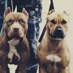 Иван Неведов, 23.01.1989