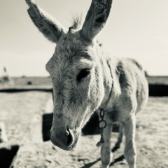 Александр Бехтер, 12.01.1976, Санкт-Петербург
