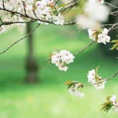 Рустам Салимов