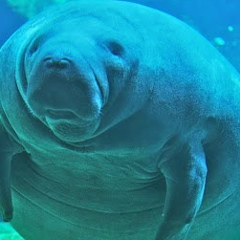 Александр Чеусов, Калининград