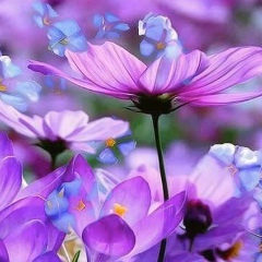 Линочка Гава, 05.04, Zürich