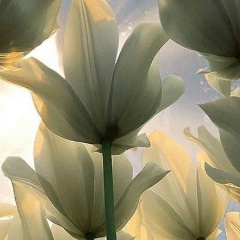 Татьяна Щербакова, Санкт-Петербург