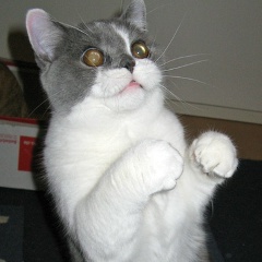 Вова Волохин, 17.12