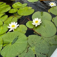 Лилия Король, 20.03, Санкт-Петербург