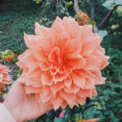 Damilya Alaidar, 23.05, Шымкент