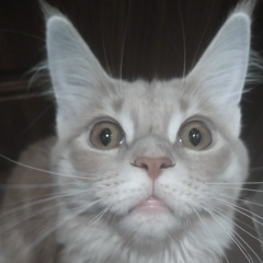 Елена Трифонова, 28.10.1977, Рязань