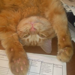 Evgen Толкачев, 08.01, Москва