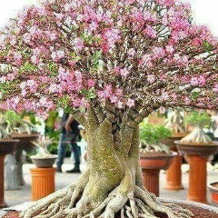 Hnin Zin, 03.02.1977, Yangon