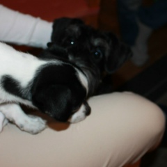 Katrin Kirpu, Vantaa