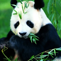 Юра Ким, 14.11.1981, Санкт-Петербург