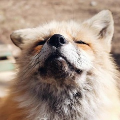 Вофка Чума, 02.09.1990, Москва