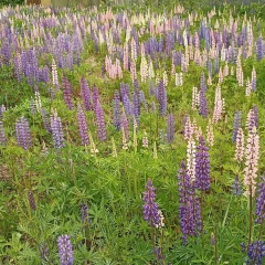 Даша Корешкова, Санкт-Петербург