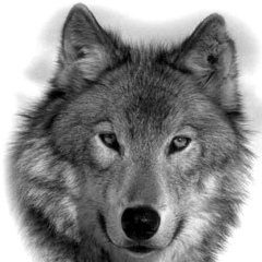 Эркин Шамаев