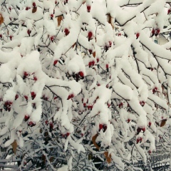Катя Кудайбердиева, 18.12, Москва