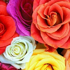 Vasif Agaev, 05.04.1988, Ширван