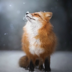 Анна Жарова, 18.09.1986, Москва