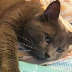 Татьяна А, 09.02.1967, Санкт-Петербург