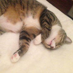 Valentin Grabovan, 18.02.1987, New York City