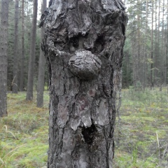 Геннадий Гордиевский, Минск