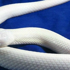 Людмила Андреева