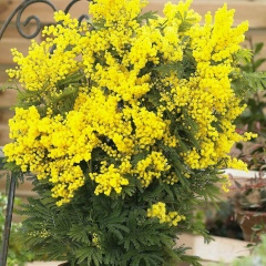 Ляззат Ляззат, Кокшетау