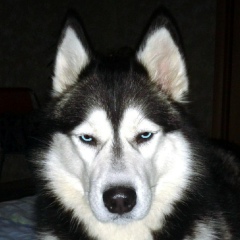 Sergey Komreb, 22.01