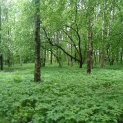 Урал Каримов