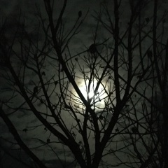 Kolayn Nedosekin, 20.09.1902