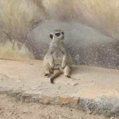 Николай Зуев, Hamburg