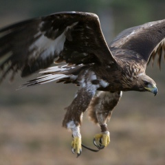 Роман Султанбеков, 17.04.1986, Алматы