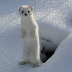 Римма Чекаева