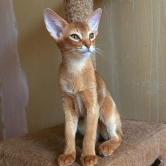 Зуля Тагирова, 10.10, Уфа