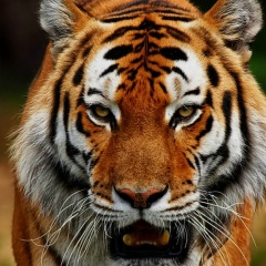 Иван Пинаев, 24.04.1986, Симферополь