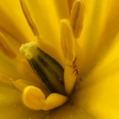 Анастасия Чернявская, 20.02.1985, Алматы