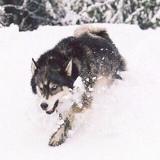 Андрей Рыгин, 23.03.1996, Белово