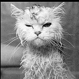 Петр Ширяев, 06.05