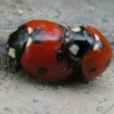 Максим Зайков, 22.12.1981, Озерск