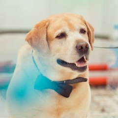 Гарольд Пёс, 14.07.1987, Москва