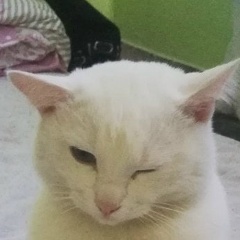 Серен Бирилей, 18.12