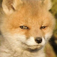 Дмитрий Сергеев, 12.06, Воронеж