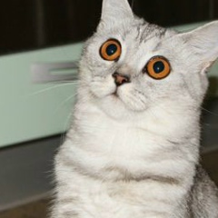 Ольга Ковалева, 10.02.1963, Москва