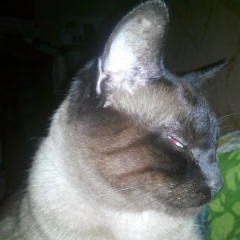 Дмитрий Алексеевич, 24.08, Умань