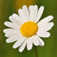 Светлана Иванова, 02.07, Санкт-Петербург