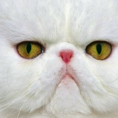 Zema Zemkin, 07.02.1983, Баку