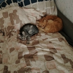 Светлана Ковтун, 08.04.1997, Дятлово