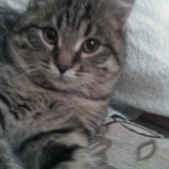 Анна Лысенкова, 16.09.1985, Новосибирск