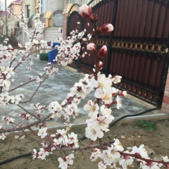 Улболсын Смадиярова, 26.01